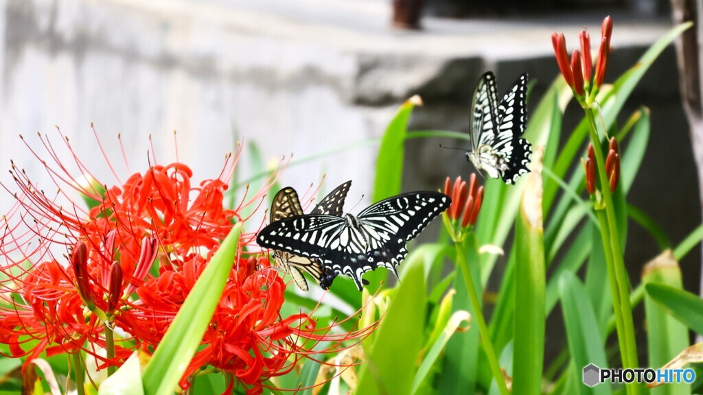 アゲハの好きな花～③
