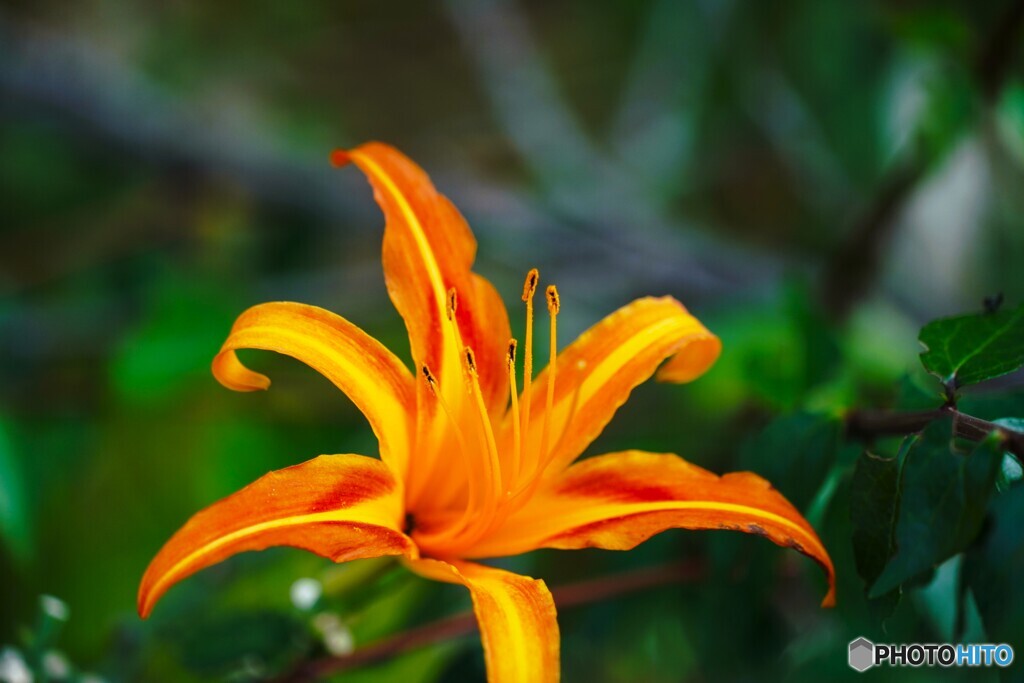 夏の残花