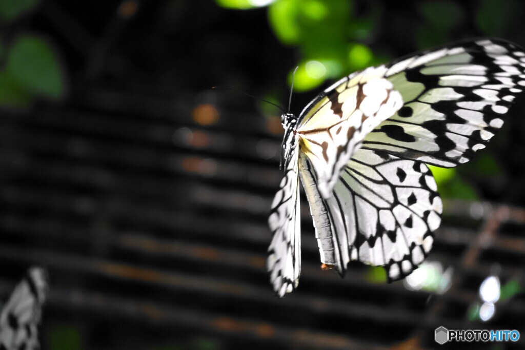 秋の生物園、飛翔～ⅱ
