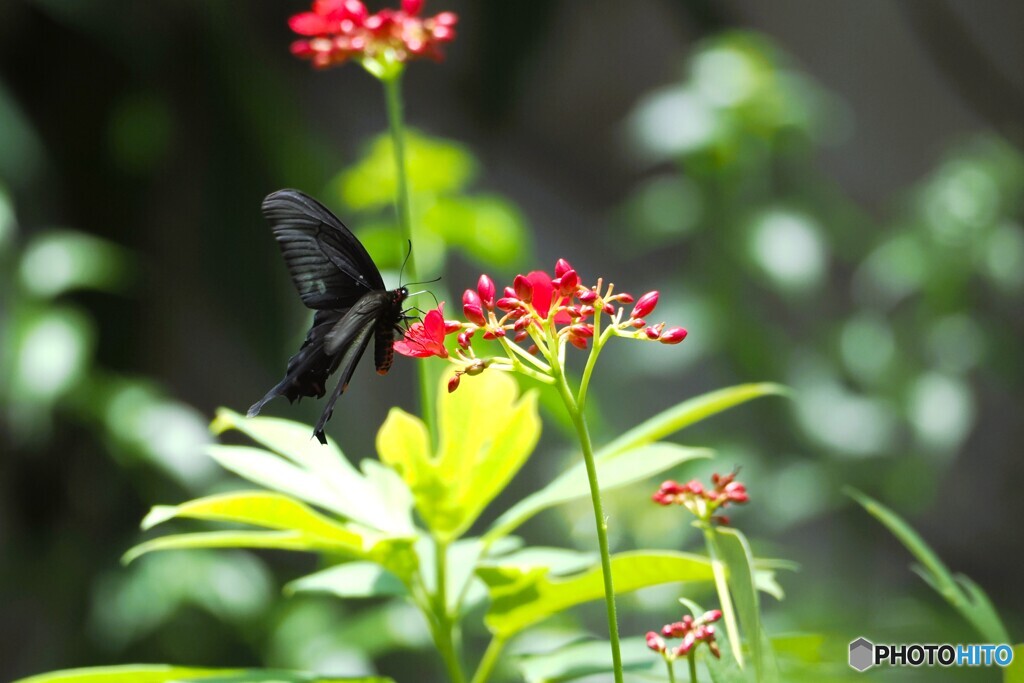 夏の生物園～⑫