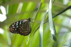 ２０２６初生物園～ⅴ