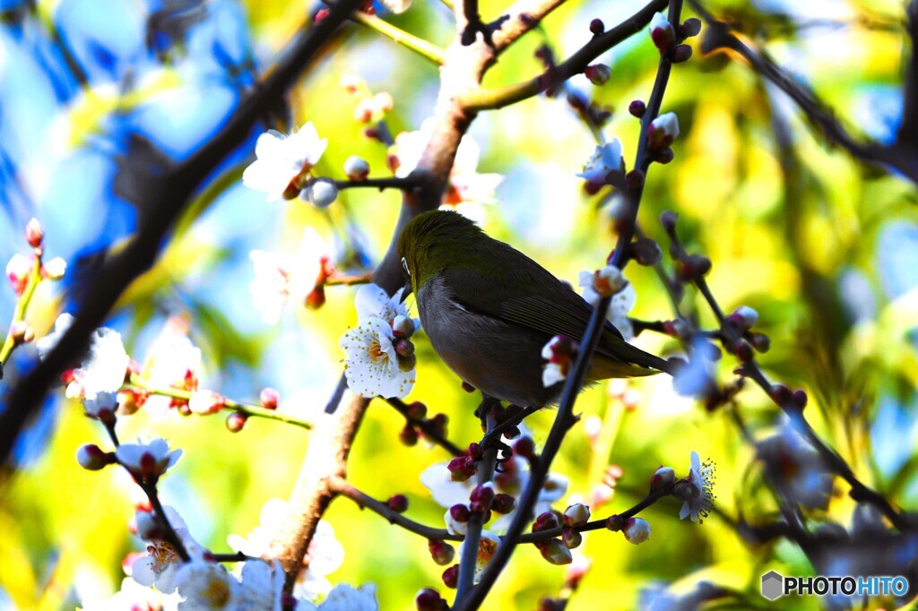 春への階段～ⅷ