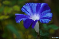 向島百花園～ⅲ