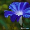 向島百花園～ⅲ