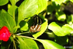 ２０２６初生物園