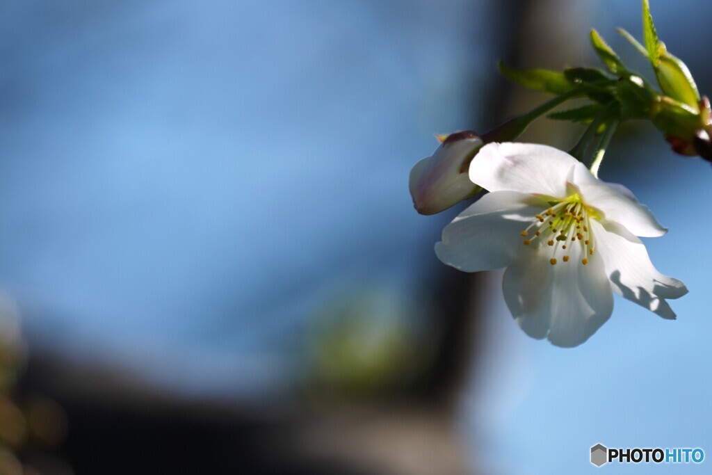 親桜