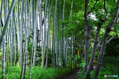 向島百花園～ⅵ