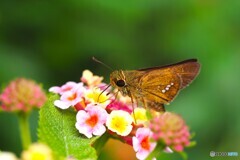 花好きのセセリ