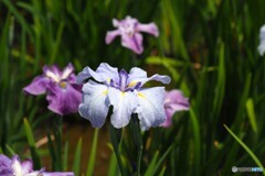 堀切菖蒲園２０２５～ⅱ