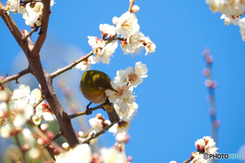 白梅とウメジロー