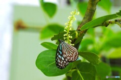 夏の生物園～⑲