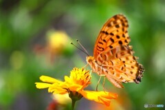 黄花が似合う蝶