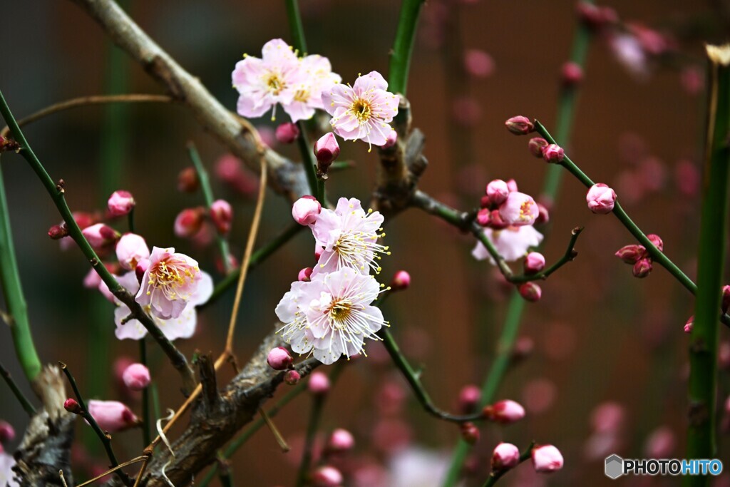 薄ピンクの梅花～ⅱ