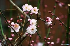 薄ピンクの梅花～ⅱ