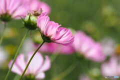 アンデルセン公園～ⅺ