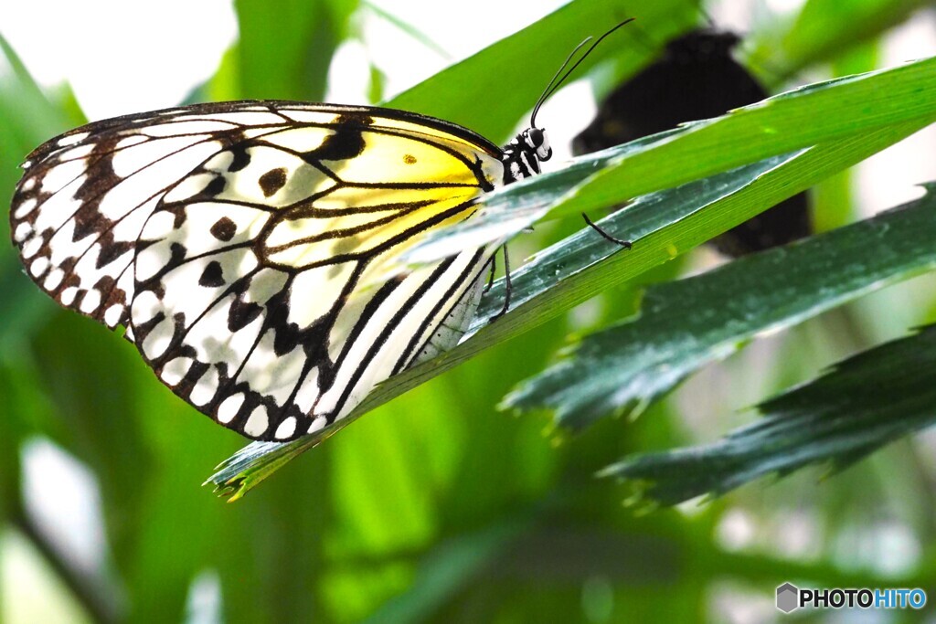 夏休み中の生物園～xvii
