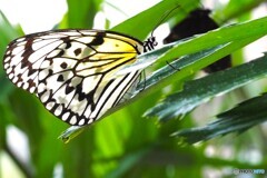 夏休み中の生物園～xvii