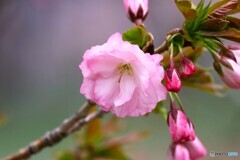 汐入八重紫～ⅱ