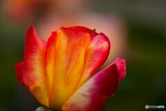 春薔薇の旧古河庭園～ⅸ