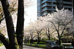 櫻通り