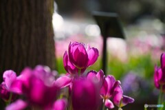 冬のアンデルセン公園～ⅲ