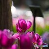 冬のアンデルセン公園～ⅲ