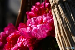 上野東照宮牡丹園～ⅸ