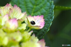 紫陽花で一休み