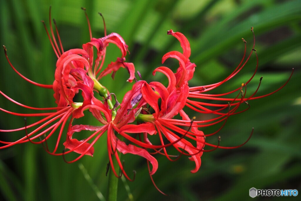 お彼岸の華
