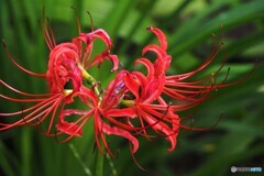 お彼岸の華