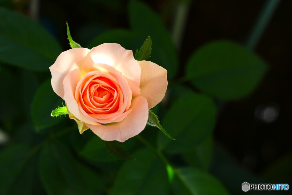 咲きだした秋薔薇