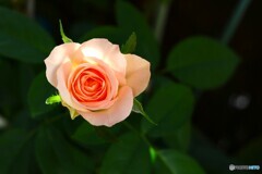 咲きだした秋薔薇