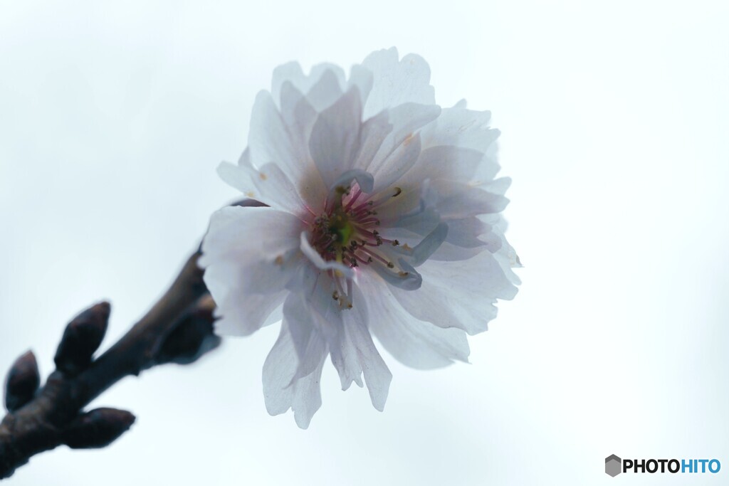 愛は死より強し