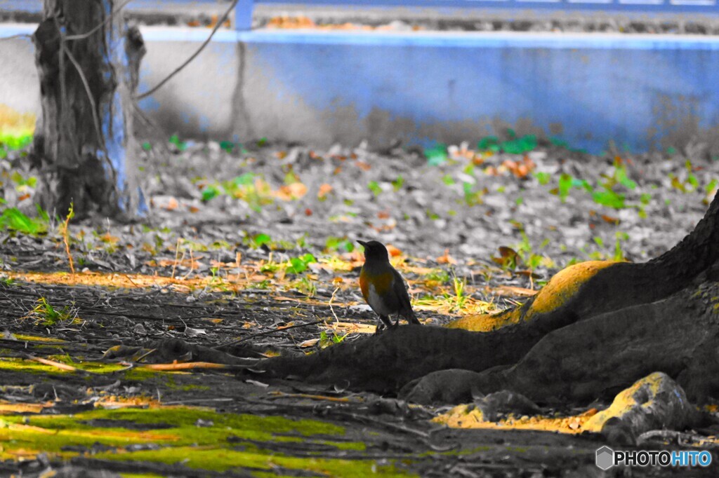 冬の公園の鳥たち～②