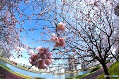 大寒桜と隅田川
