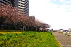 汐入大寒桜～ⅱ