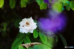 暑い日の薔薇