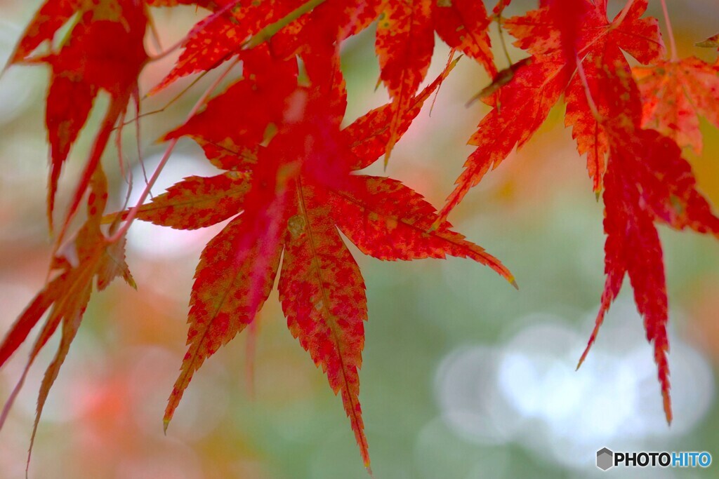 せせらぎ広場の紅葉