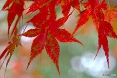 せせらぎ広場の紅葉