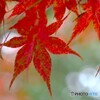 せせらぎ広場の紅葉