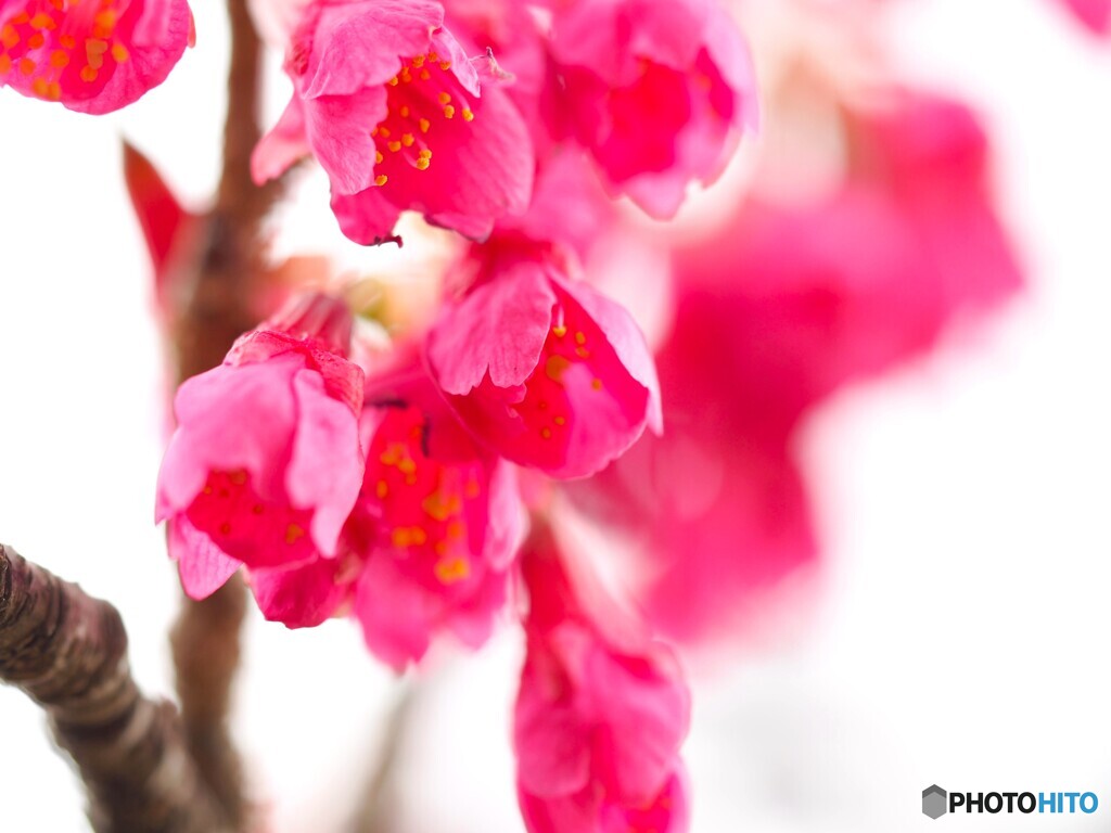 弥生の桜～ⅴ