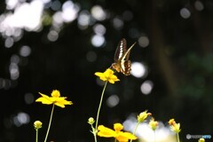 黄花と蝶達～ⅲ