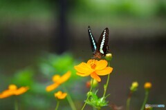 黄花とアオスジ