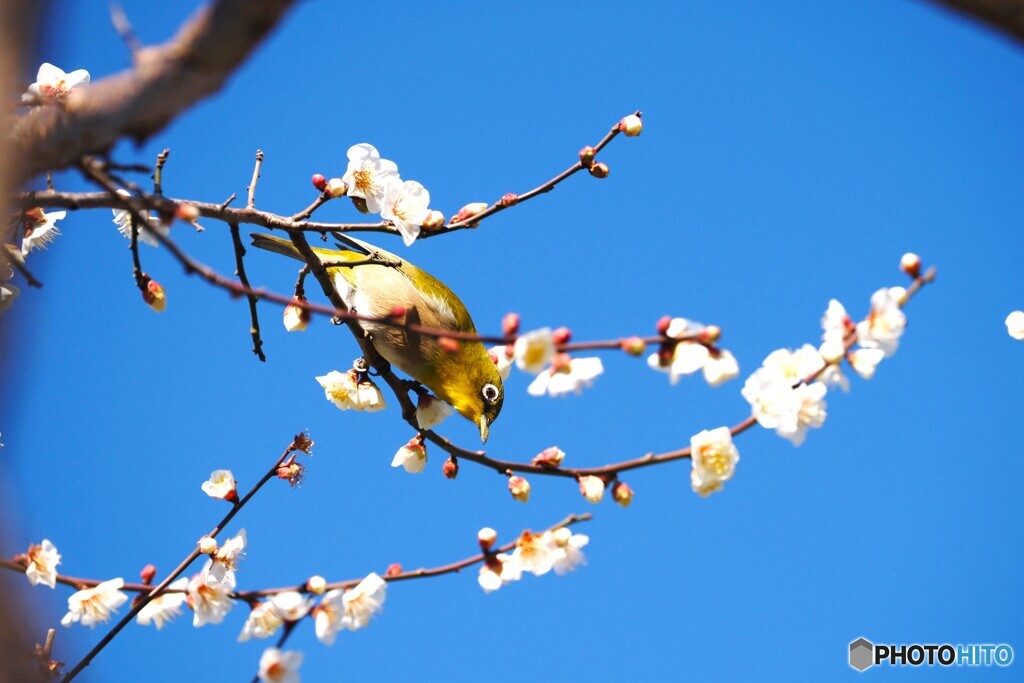 汐入ウメジロー