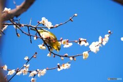 汐入ウメジロー