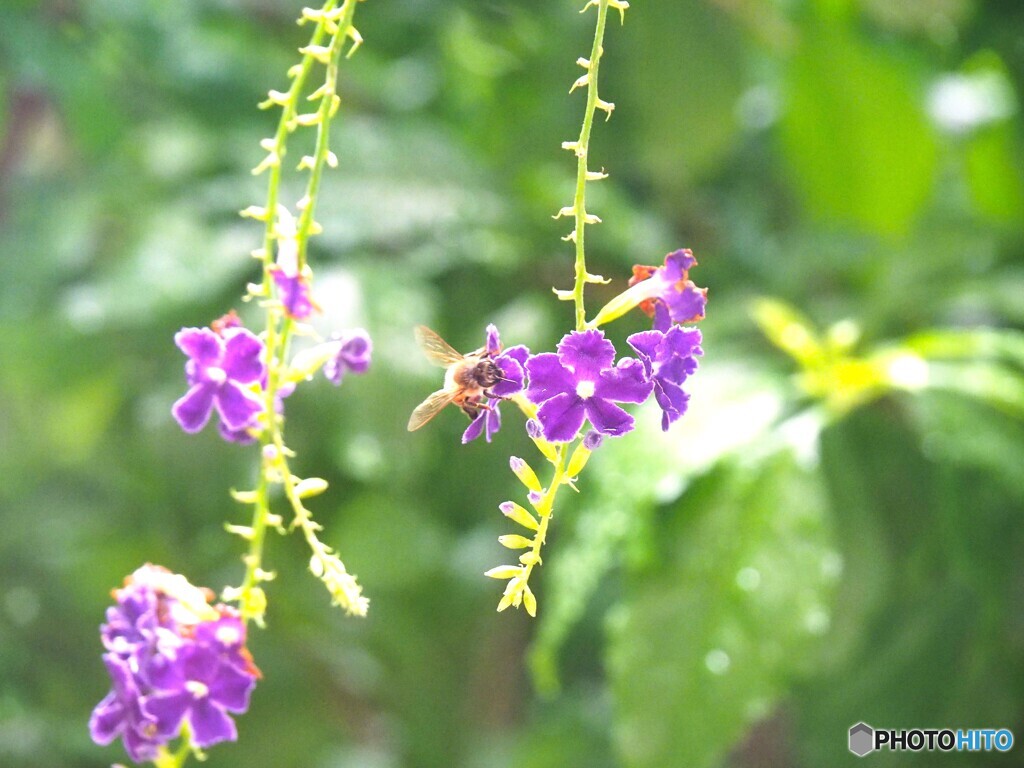 雨の日の吸蜜