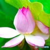 堀之内公園の大賀蓮～ⅻ
