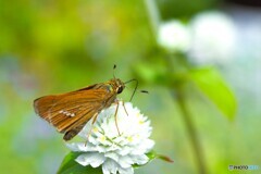 白の千日紅とセセリチョウ