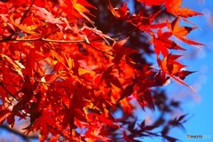 燃える初冬～ⅱ