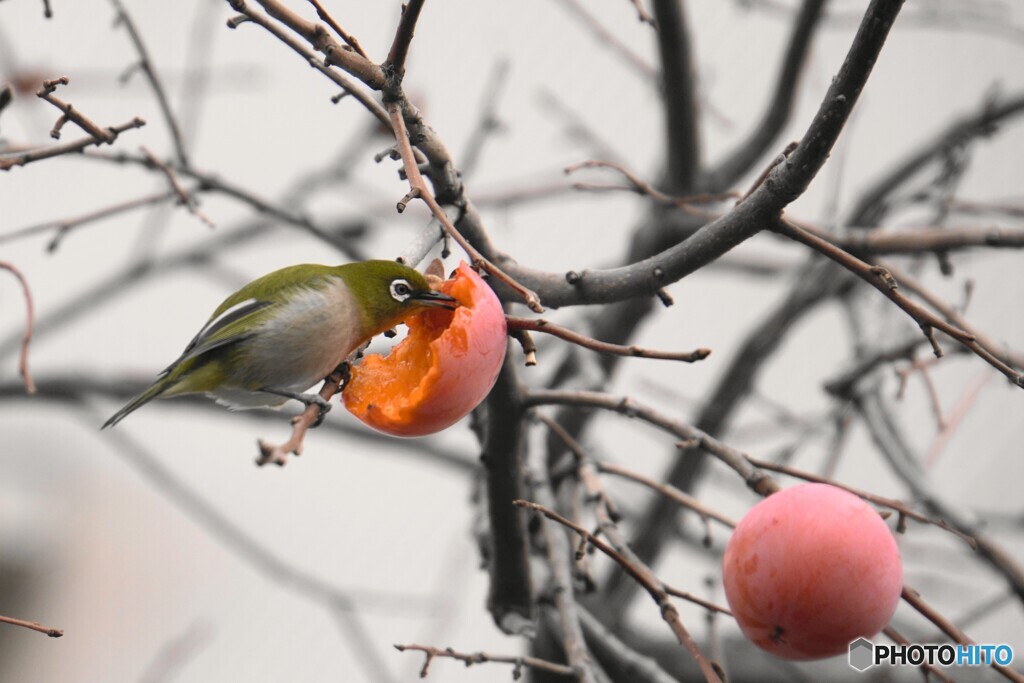 残り少ない柿の実